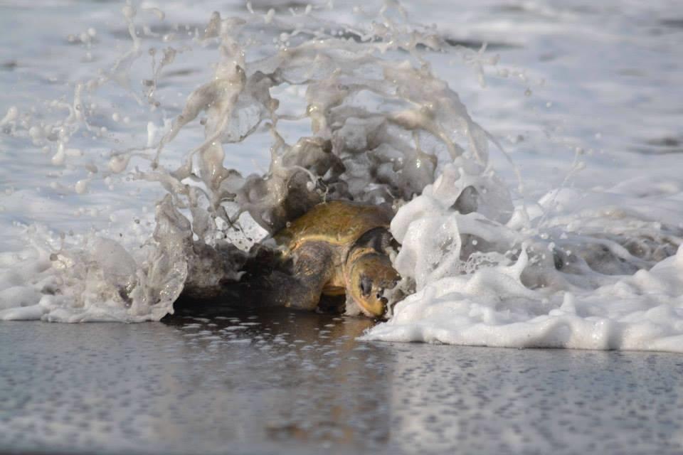 Cabinas Surf Arribadas Ostional Wildlife Refuge Exterior foto