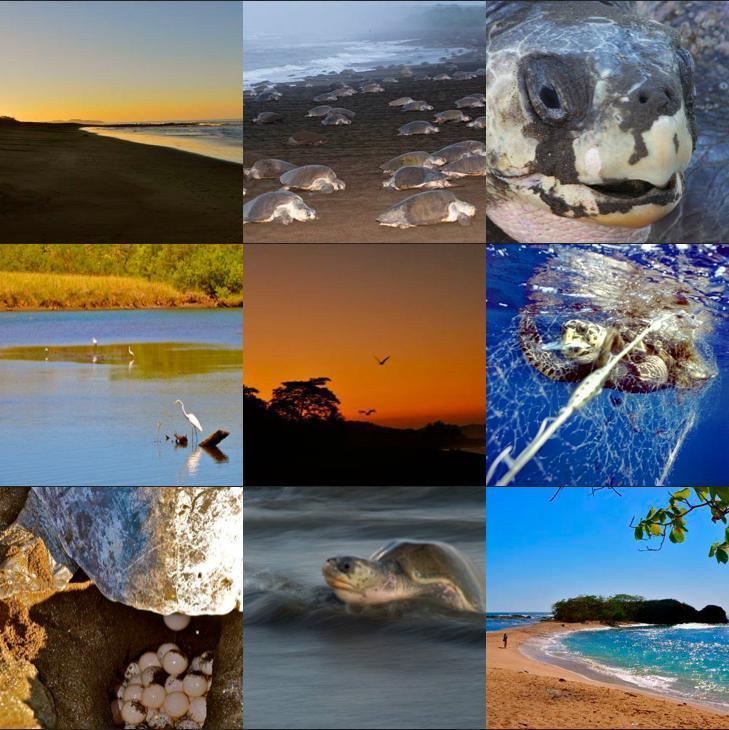 Cabinas Surf Arribadas Ostional Wildlife Refuge Exterior foto