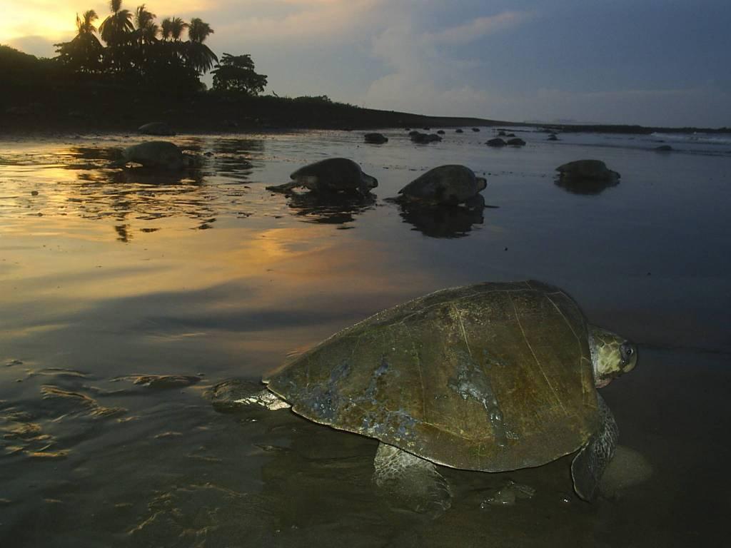 Cabinas Surf Arribadas Ostional Wildlife Refuge Exterior foto