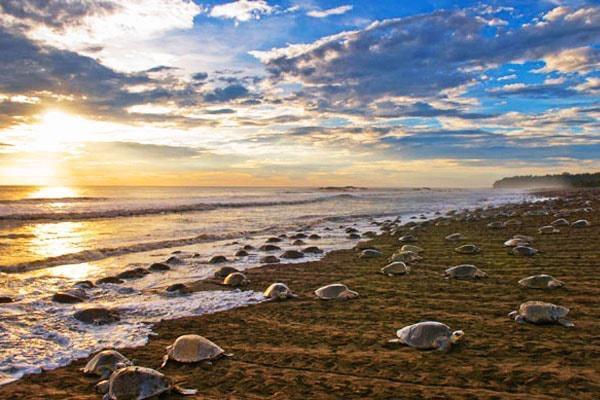 Cabinas Surf Arribadas Ostional Wildlife Refuge Exterior foto