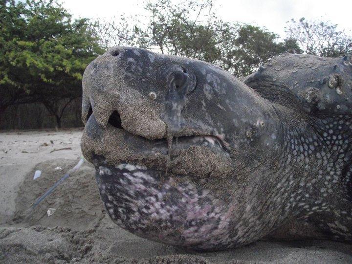 Cabinas Surf Arribadas Ostional Wildlife Refuge Exterior foto