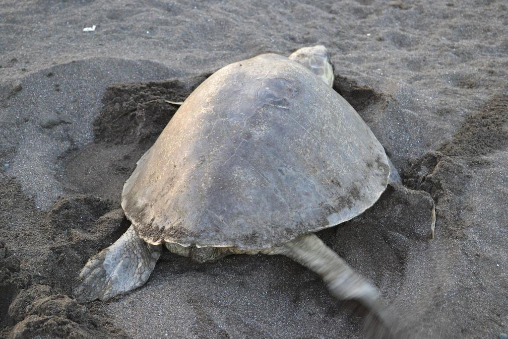 Cabinas Surf Arribadas Ostional Wildlife Refuge Exterior foto