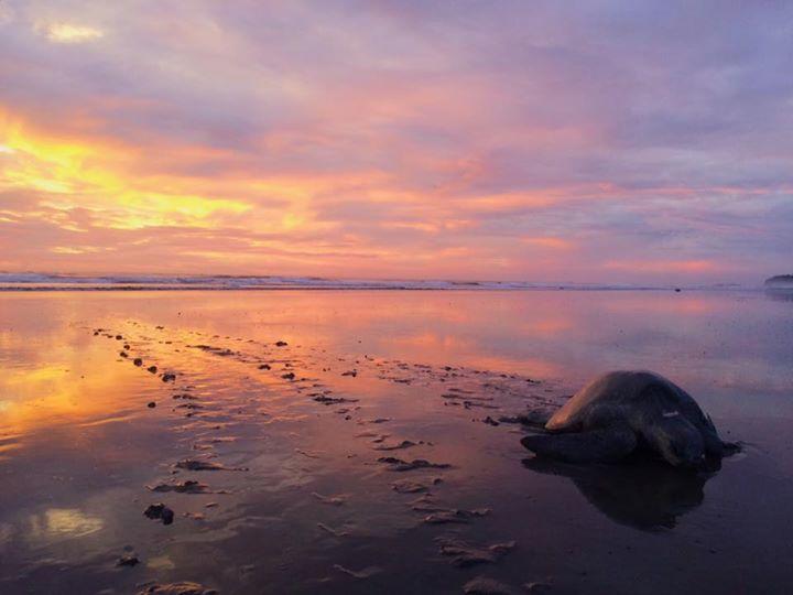 Cabinas Surf Arribadas Ostional Wildlife Refuge Exterior foto