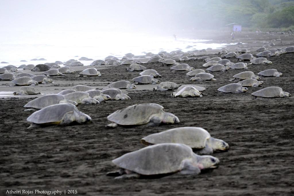 Cabinas Surf Arribadas Ostional Wildlife Refuge Exterior foto