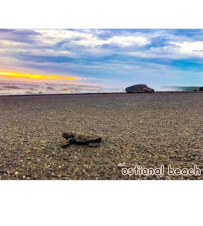 Cabinas Surf Arribadas Ostional Wildlife Refuge Exterior foto