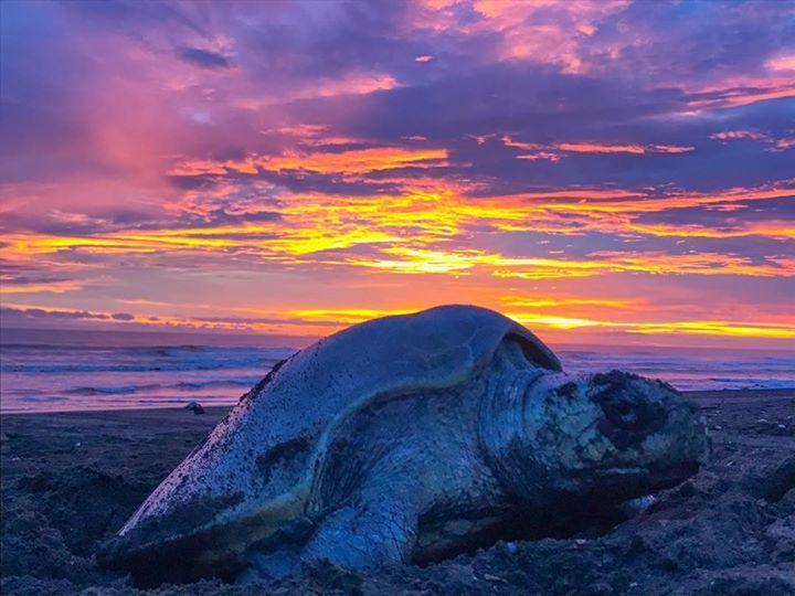 Cabinas Surf Arribadas Ostional Wildlife Refuge Exterior foto